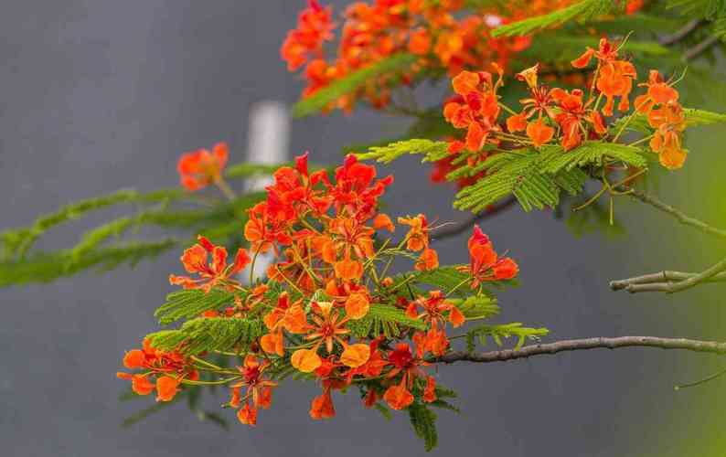 梦见开满花的树