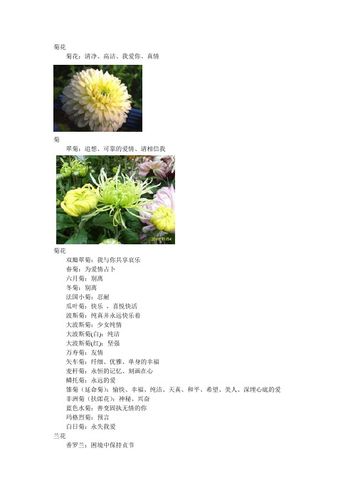 植物花语:冬菊的花语是什么?
