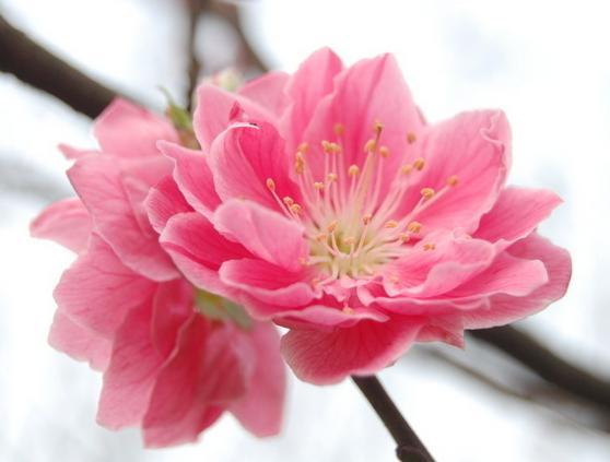 怎么样能走桃花运