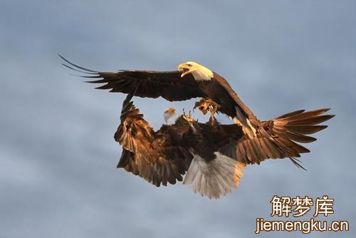 梦见老鹰钻到草里
