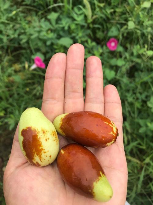 梦到枣树摘枣吃是什么意思
